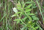 round headed bush clover lespedeza capitata farm 3174 10jun25