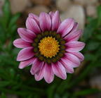 ganzani gazania linearis domes 4164a 4aug25