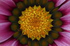 ganzani gazania linearis domes 4164 4aug25