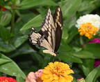 giant swallowtail papilio cresphontes boerner gardens 4024 4aug25