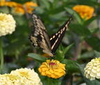 giant swallowtail papilio cresphontes boerner gardens 4030 4aug25