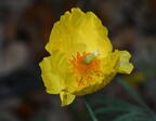 goldencup hunnemannia fumariifolia domes 4170 4aug25