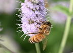 honey bee boerner gardens 4072 4aug25