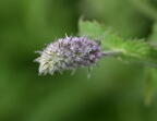 mint mentha longifolia boerner gardens 4070 4aug25