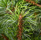 japanese white pine pinus parviflora boerner gardens 4048 4aug25