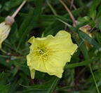 missouri evening primrose oenothera macrocarpa boerner gardens 4033 4aug25