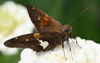 silver-spotted skipper epargyreus clarus boerner gardens 4116 4aug25