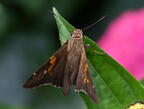 silver-spotted skipper epargyreus clarus boerner gardens 4124 4aug25