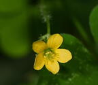 yellow wood sorrel oxalis stricta boerner gardens 4065a 4aug25