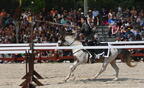 girl jousting rennaisance fair bristol 3876 2aug25