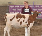 contestant cattle state fair 3766 1aug25