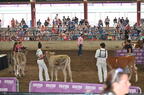 StateFair CowCompetition 1aug25
