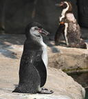 penguin milwaukee zoo 3984 3aug25