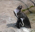 penguin milwaukee zoo 3987 3aug25