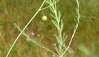asparagus asparagus officinalis farm 3597 22jul25