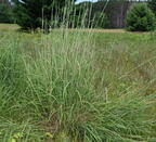 big blue stem andropogon furcatus field 3600 22jul25