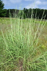big blue stem andropogon furcatus field 3602 22jul25