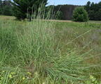 big blue stem andropogon gerardi farm 3599 22jul25
