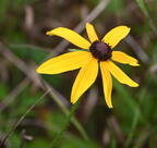 black-eyed susan rudbeckia hirta farm 3616 22jul25