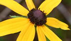 blackeyed susan rudbeckia hirta farm 3616 22jul25