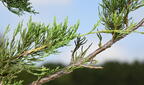 eastern red cedar juniperus virginiana field farm 3612 22jul25