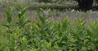 common milkweed asclepias syriaca farm 3606 22jul25