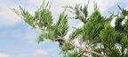 eastern red cedar juniperus virginiana field farm 3614 22jul25