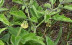 ground cherry physalis heterophylla field farm 3610 22jul25