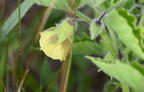 ground cherry physalis heterophylla field farm 3611 22jul25