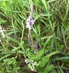 hoary verbena verbena stricta field farm 3592 22jul25