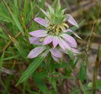 horsemint monarda punctata field farm 3608 22jul25