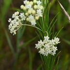 whorled milkweed asclepias verticillata field farm 3635 22jul25