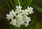 whorled milkweed asclepias verticillata field farm 3633 22jul25