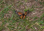 monarch butterfly danaus plexippus field farm 3659 22jul25