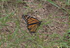 monarch butterfly danaus plexippus field farm 3662 22jul25zac