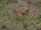 monarch butterfly danaus plexippus field farm 3660 22jul25zac