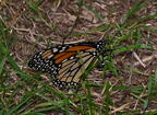 monarch butterfly danaus plexippus field farm 3663 22jul25