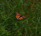 monarch butterfly danaus plexippus field farm 3680 22jul25