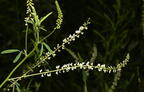 white sweet clover melilotus alba grant park 3532 18jul25