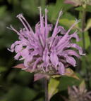 wild bergamot monarda fistulosa grant park 3555 18jul25azc