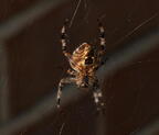 araneus diadematus european garden spider mallory 4329 15sep25