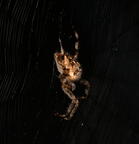 araneus diadematus european garden spider mallory 4332 15sep25
