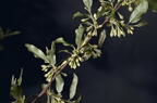 autumn olive elaeagnus umbellata farm 3118 23may25