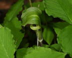 jack in the pulpit arisaema triphyllum farm 3073 23may25