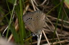 silvery blue butterfly glaucopsyche lygdamus farm 3126 23may25