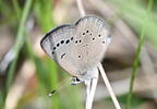 silvery blue butterfly glaucopsyche lygdamus farm 3139 23may25