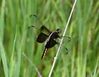 female widow skimmer libellula luctuosa farm 3350 30jun25