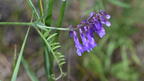 hairy vetch vicia villosa farm 3327 30jun25