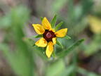 blackeyed susan rudbeckia hirta farm 3352 30jun25