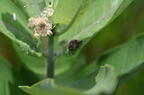 milkweed asclepias syriaca farm 3347 30jun25